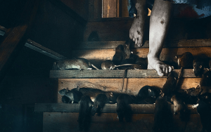 Gerald’s Game