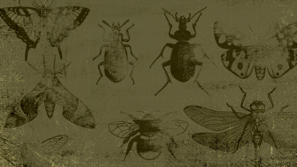 TheMo_insect exstinct-Web | THE MOMENTUM