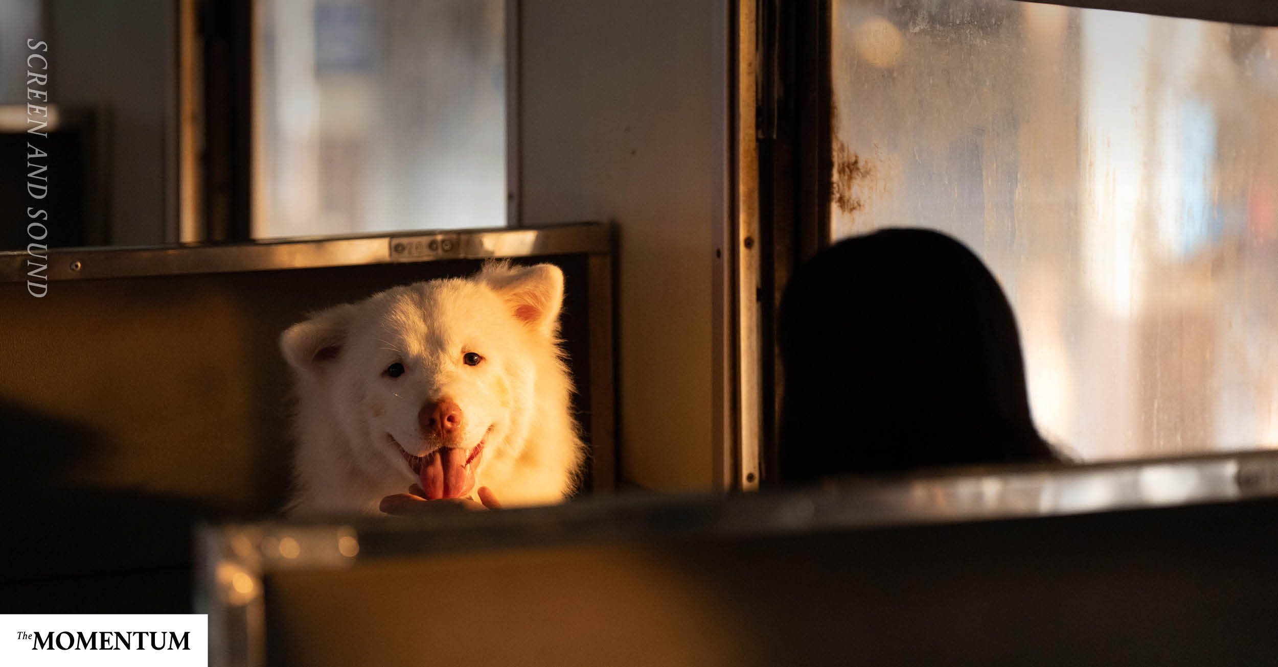 ชวนสำรวจโลกของหมาจร ที่กำลังรอใครสักคนมาเป็น ‘บ้าน’ ผ่านหนังใหม่ GDH ‘โกฮัง..หัวใจโกโฮม’